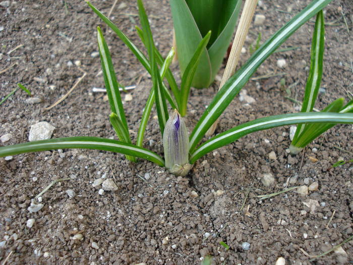 Crocus Flower Record (2009, March 26)