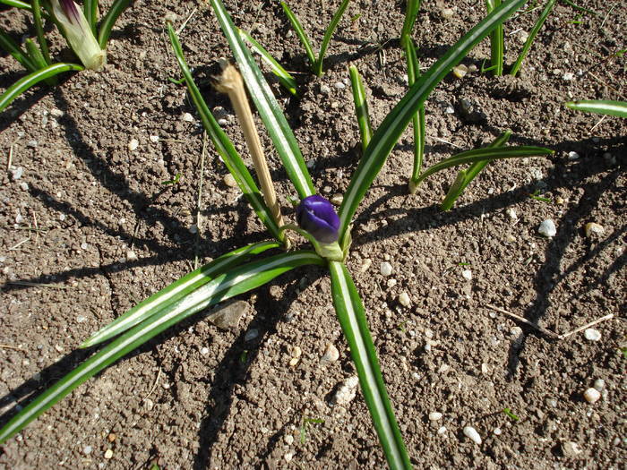 Crocus Flower Record (2009, March 28)