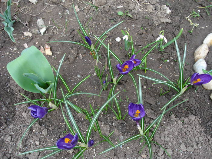 Crocus Flower Record (2009, March 31)