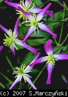 pix284_Clematis_triternata_Rubromarginata_K1[1]