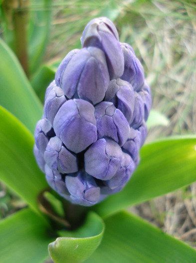 Hyacinth Blue Jacket (2010, March 31)