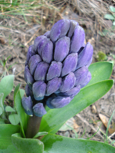 Hyacinth Blue Jacket (2011, April 01)