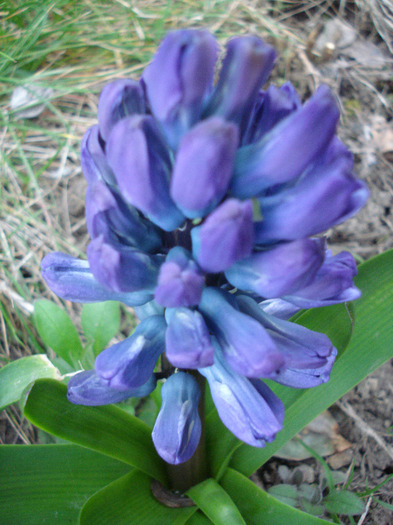 Hyacinth Blue Jacket (2011, April 02)