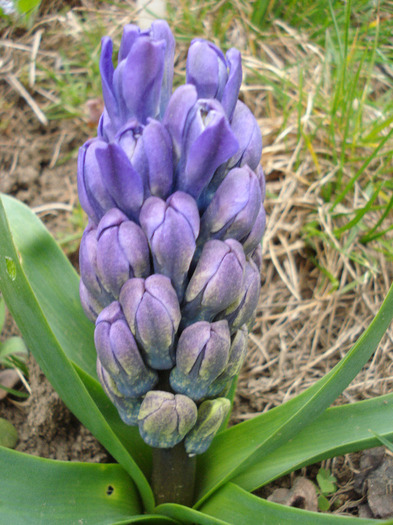Hyacinth Blue Jacket (2011, April 04)