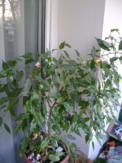 Ficus Benjamin 30mart2011; Pedepsit in balcon :(
