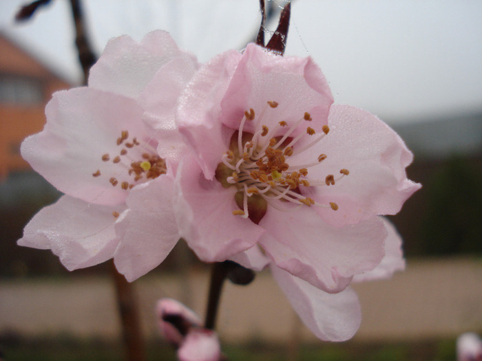 Prunus persica Davidii (2011, April 05)