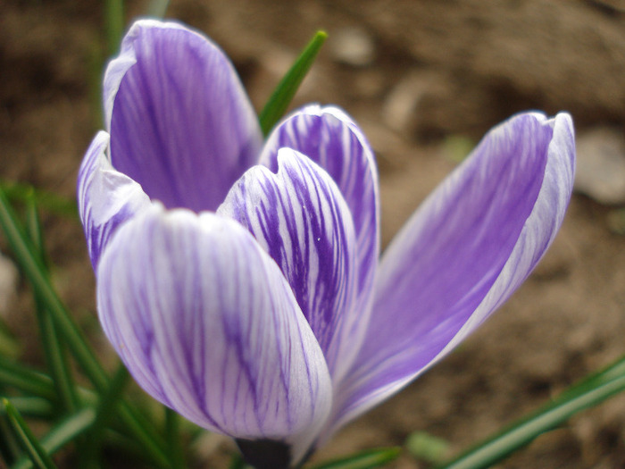 Crocus King of the Striped (2011, Apr.04)