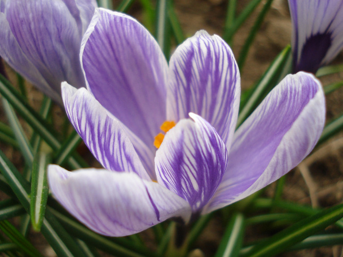 Crocus King of the Striped (2011, Apr.04)