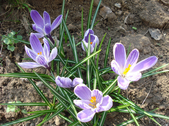 Crocus King of the Striped (2011, Apr.05)