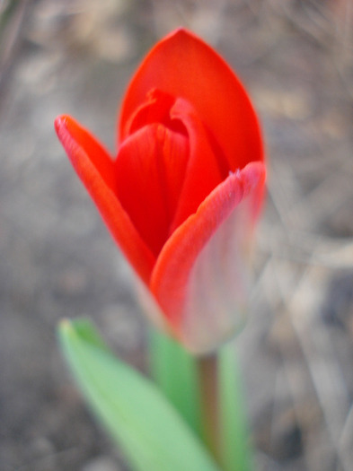 Tulipa Showwinner (2011, March 31)