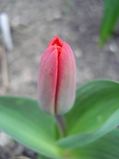 Tulipa Showwinner (2011, April 02)