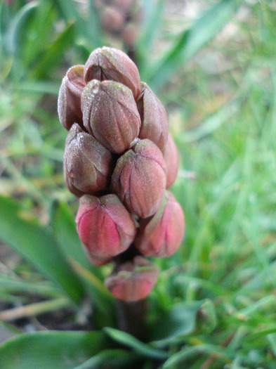 Hyacinthus Hollyhock (2011, April 07)