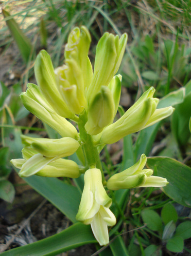 White Hyacinth_Zambila (2011, Mar.31) - 03 Garden in March