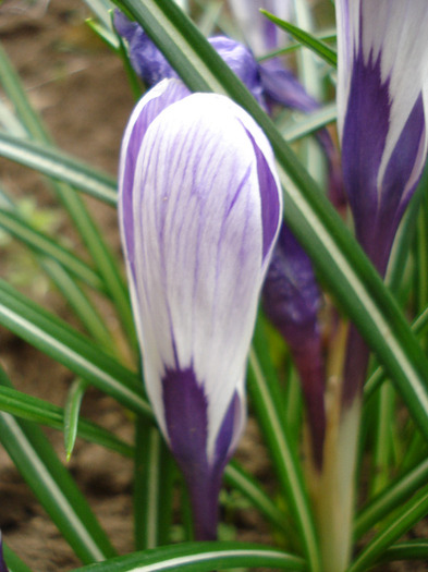 Crocus King of the Striped (2011, Apr.08)
