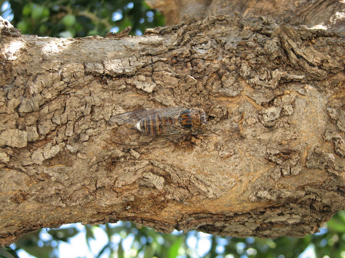 IMG_7764 - insecta care face ca greierele - tzizicas - cicada