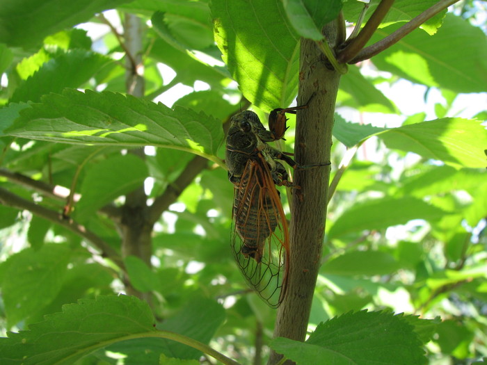 IMG_2798 - cicada - gandac zburator care face un zgomot foarte puternic ca un greier - in curte - cicada - CEA MAI CIUDATA INSECTA DIN LUME