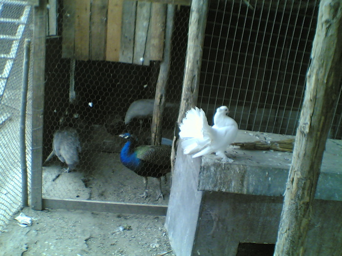 03.04.2011 - Porumbei rotati cu coada neagra si indieni