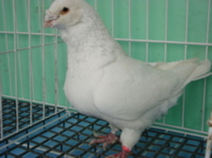 2007-Mascul - Porumbei americani
