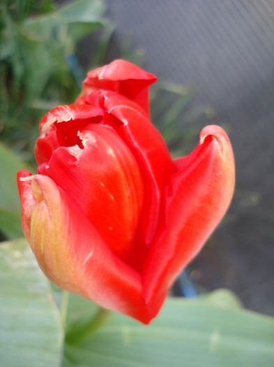 Tulipa Madame Lefeber (2011, April 03)