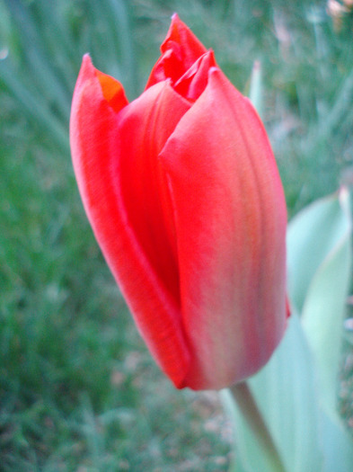Tulipa Madame Lefeber (2011, April 04)