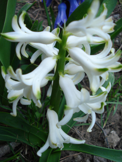 White hyacinth (2011, April 04) - 04 Garden in April