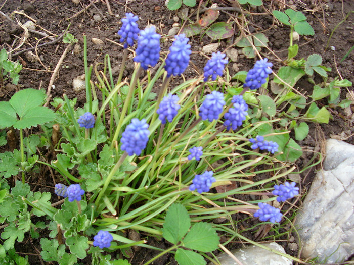 muscari - gradina mea 2011