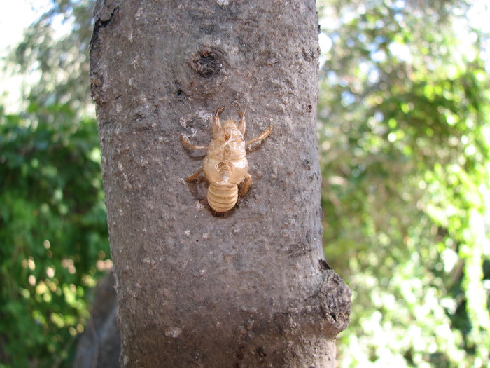 IMG_7387 - larva din care a iesit  cicada