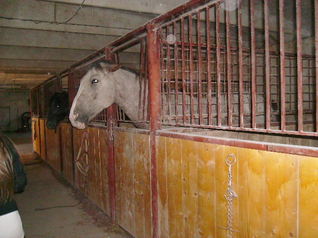PICT1093; unul dintre caii pe care s-a calarit, in boxa
