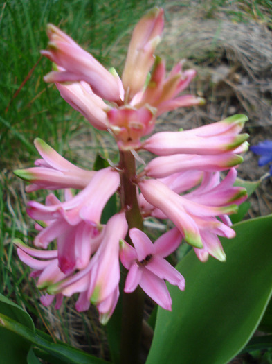 Hyacinth Pink Pearl (2011, April 04)