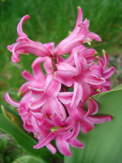 Hyacinth Pink Pearl (2011, April 08)