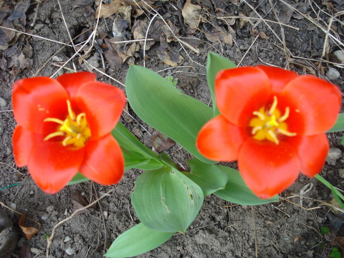 Tulipa Showwinner (2011, April 05)