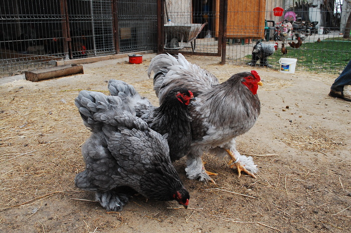 brahma albastru - Brahma Albastru 2011  Arhiva