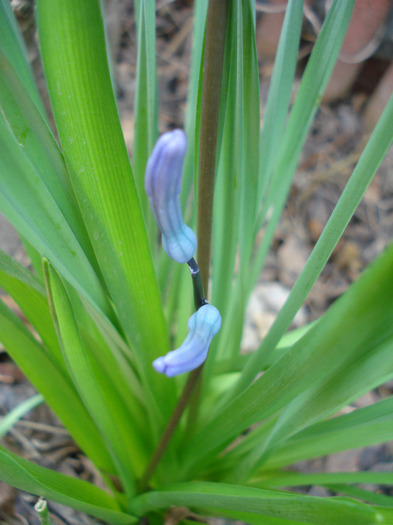 Hyacinth multiflora Blue (2011, April 05) - Hyacinth multiflora Blue