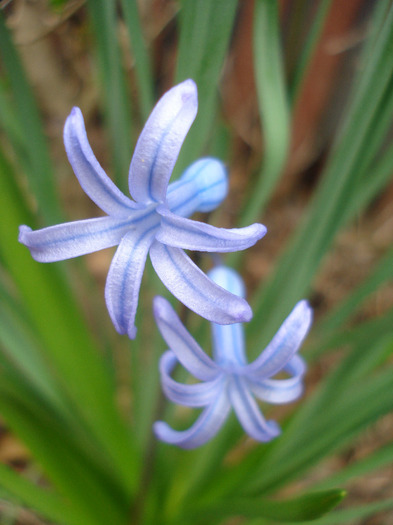 Hyacinth multiflora Blue (2011, April 08)