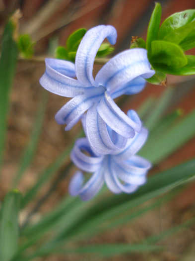 Hyacinth multiflora Blue (2011, April 08) - Hyacinth multiflora Blue