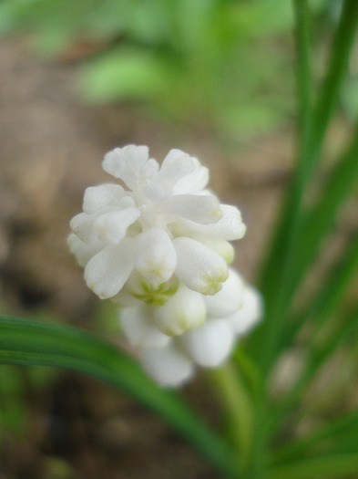 Muscari botryoides Album (2011, Apr.12)