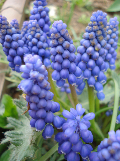 Muscari armeniacum (2011, April 10) - Muscari Armeniacum