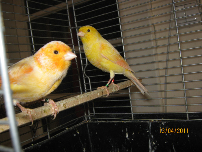 Canari