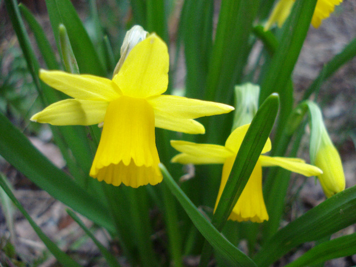 Narcissus Tete-a-Tete (2011, April 02)