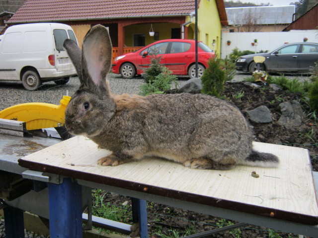 fem 4 gestanta - 2011 urias german gri femele