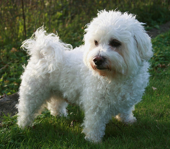 bichon_maltez_08 - voteaza cainele