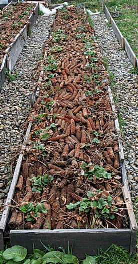 prima lada - 12 aprilie 2011 - zzz Cultivati capsuni asa