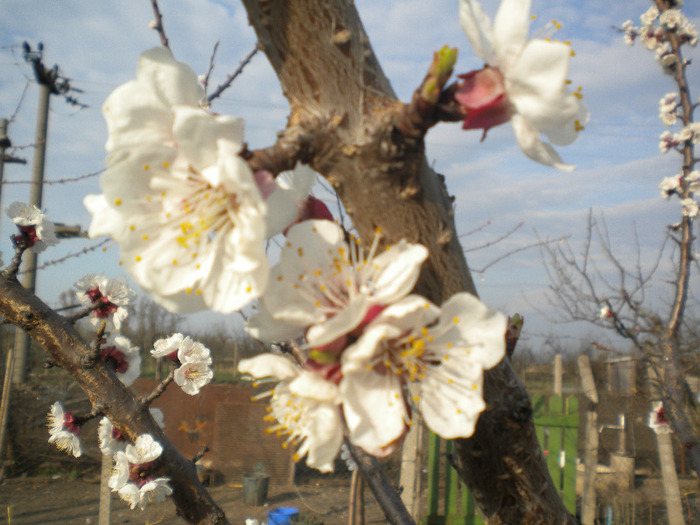 flori de cais - pomicultura2011