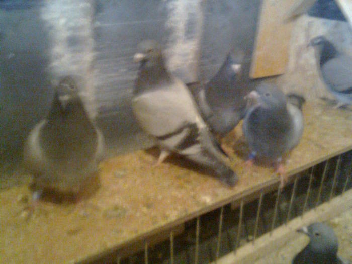 Imagine0171 - pui 2011 porumbei adusi din belgia MATIS DESMET SI JANSSEN