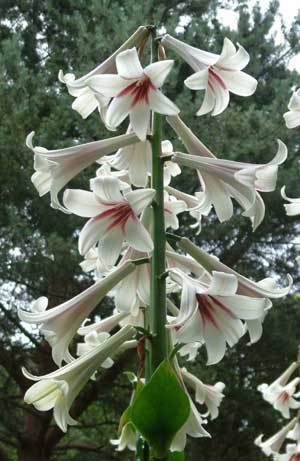 CARDIOCRINUM GIGANTEUM - IMI DORESC