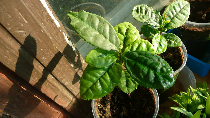 Camellia sinensis; Ceai verde pui
