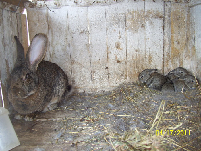 Picture 159 - iepuri aprilie 2011