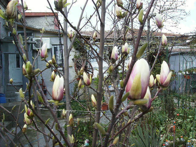 magnolia - 17 aprilie Floriile 2011