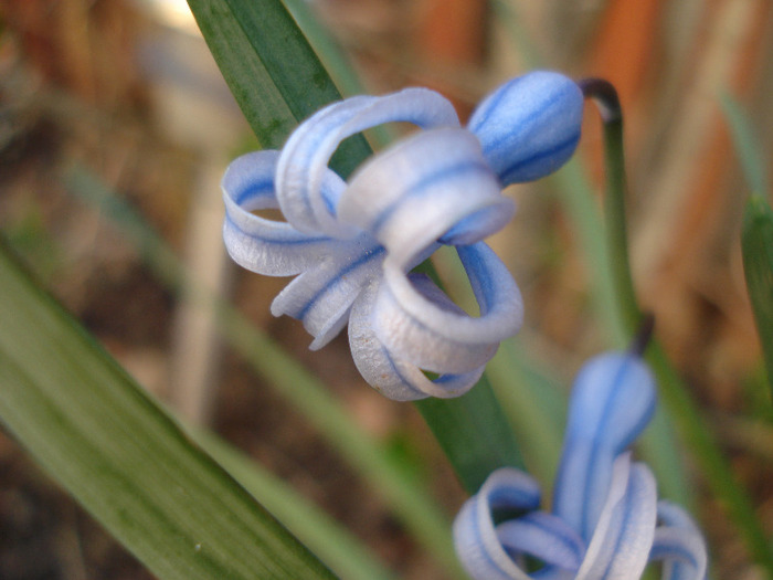 Hyacinth multiflora Blue (2011, April 17)