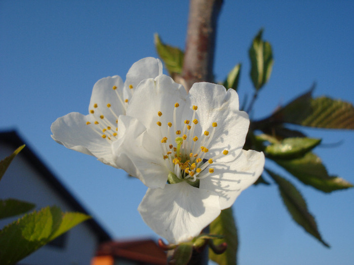 Cherry Blossom.Flori Cires ('11, April 17) - Cherry Tree_Cires Rubin